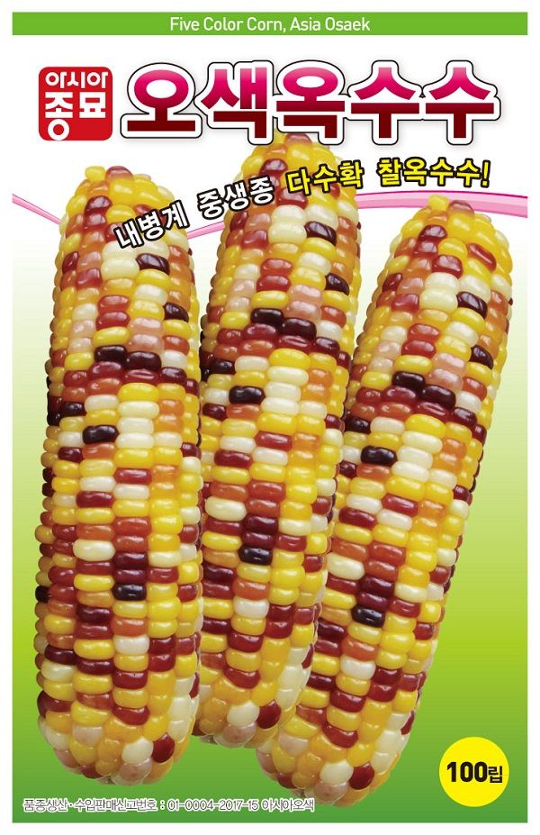 씨앗드림님의 장터 판매 상품 [오색옥수수 얼룩이 알록이 옥수수 100립] 첨부 사진
