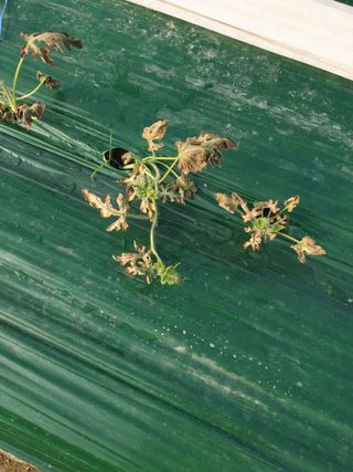 딸둥이아빠님의 농사, 무엇이든 물어보세요! · 참여글 작성글 사진