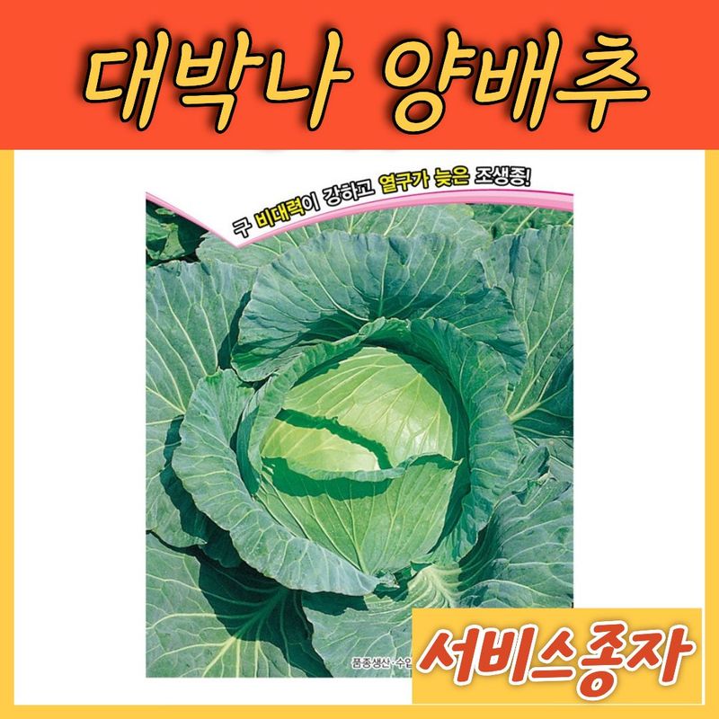 장터 상품 [전문농가 대박나 양배추 2500립] 썸네일