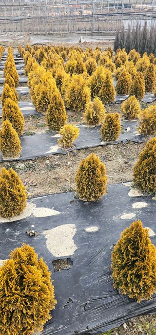 뿌리묘목농원님의 자유주제 · 자유게시판 작성글 사진