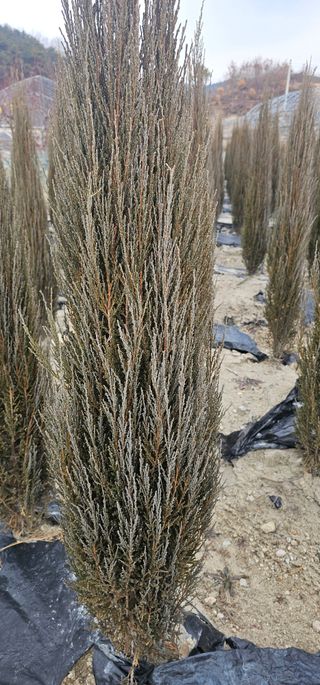 뿌리묘목농원님의 자유주제 · 자유게시판 작성글 사진