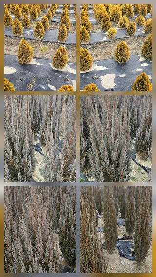 뿌리묘목농원님의 자유주제 · 자유게시판 작성글 사진