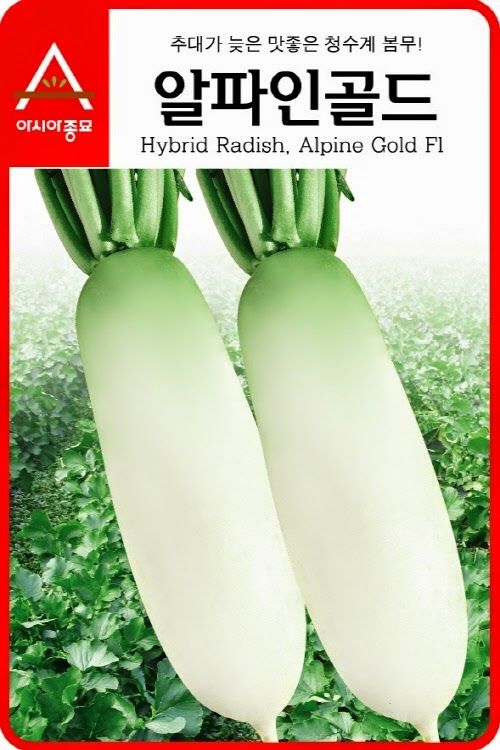 씨앗드림님의 장터 판매 상품 [봄무 6그램] 첨부 사진