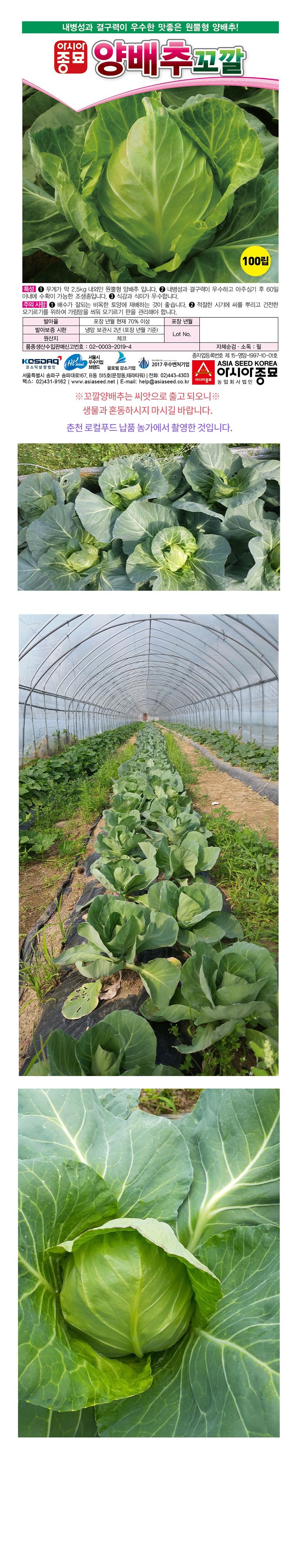 씨앗드림님의 장터 판매 상품 [꼬깔 양배추 100립] 첨부 사진