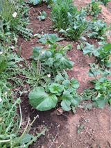 팜모닝 자유주제·자유게시판 게시글 이미지