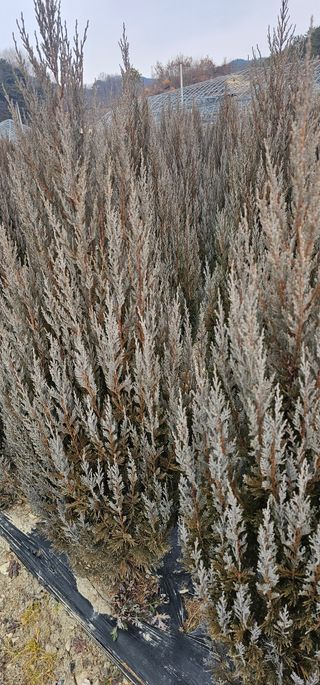 뿌리묘목농원님의 자유주제 · 자유게시판 작성글 사진