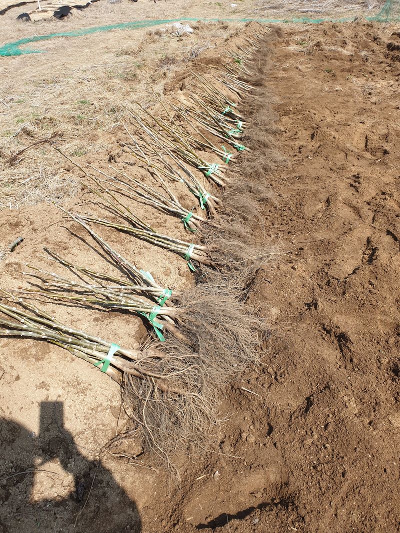 형제들농원님의 장터 판매 상품 [조실성 박피호두 묘목분양] 첨부 사진