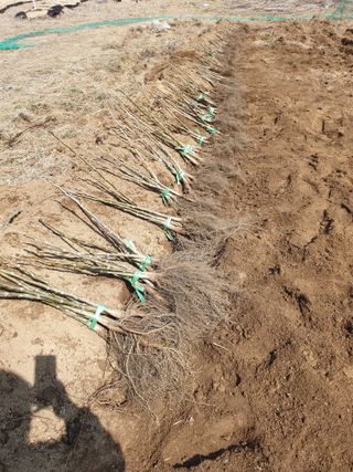 형제들농원님의 작성글 사진