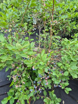 귤19190님의 작성글 사진