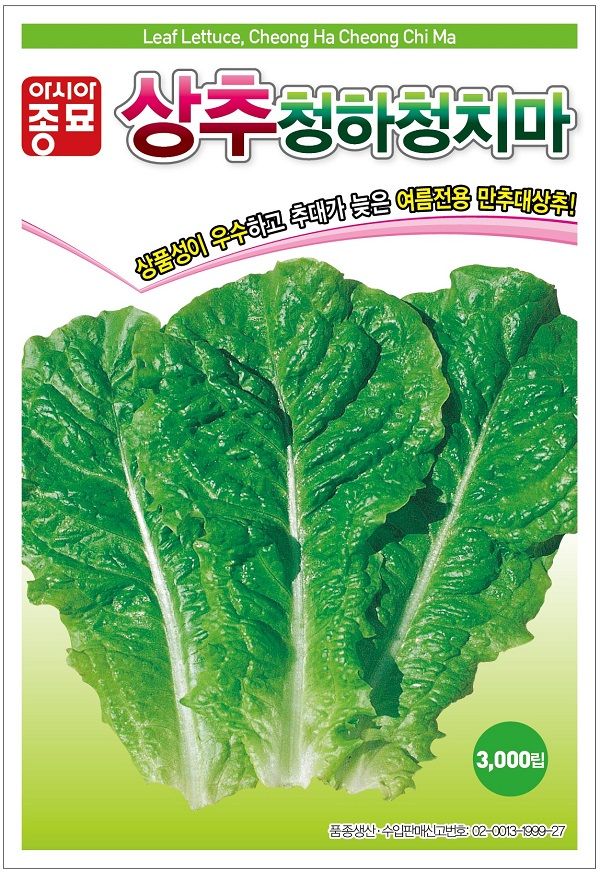 씨앗드림님의 장터 판매 상품 [여름 청상추 3000립] 첨부 사진