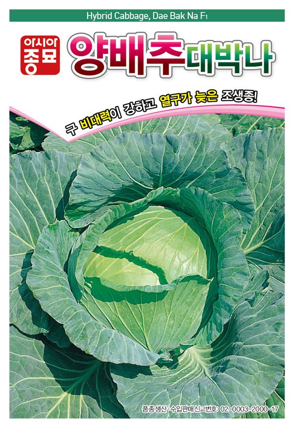 씨앗드림님의 장터 판매 상품 [전문농가 대박나 양배추 2500립] 첨부 사진