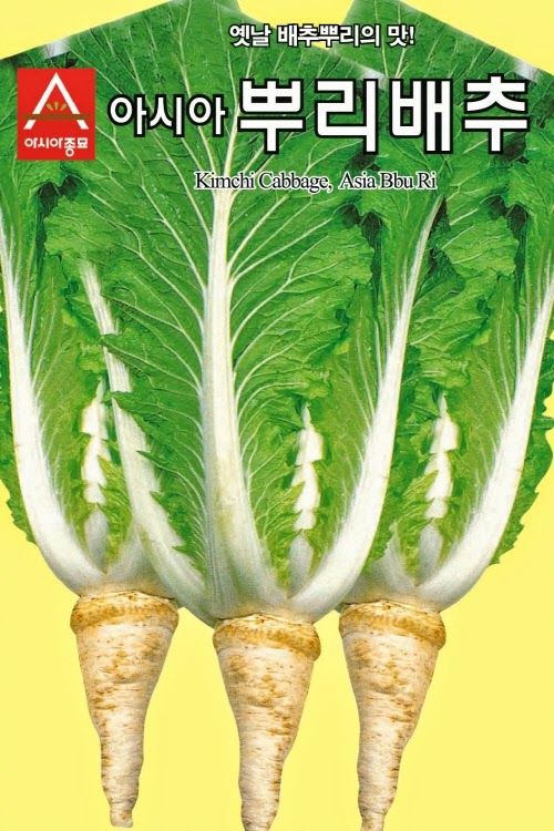 씨앗드림님의 장터 판매 상품 [뿌리배추 2000립] 첨부 사진