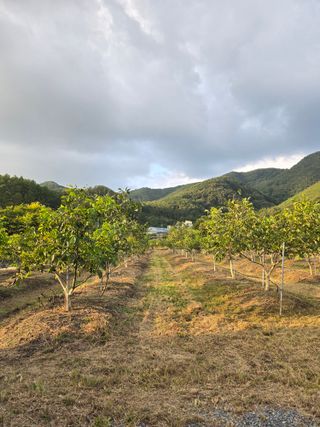 형제들농원님의 자유주제 · 자유게시판 작성글 사진