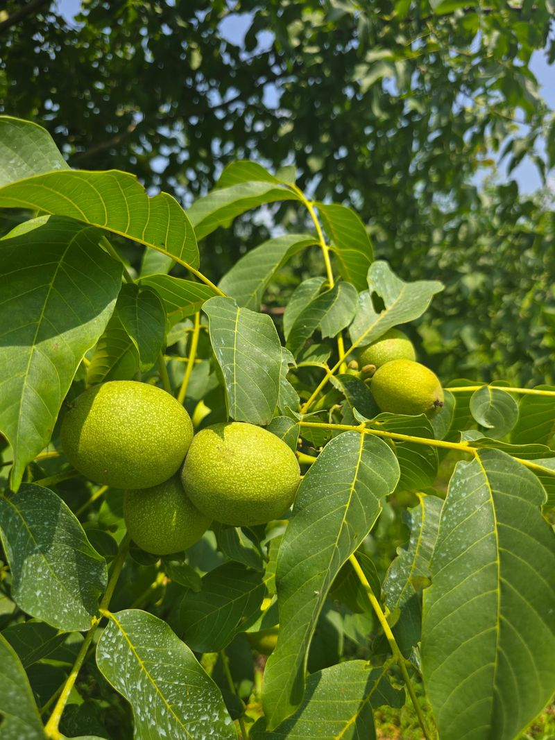 형제들농원님의 장터 판매 상품 [조실성 박피호두 묘목분양] 첨부 사진