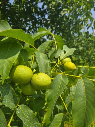 형제들농원님의 작성글 사진