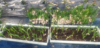 토마토아부지왕궁면님의 자유주제 · 자유게시판 작성글 사진