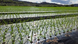 김태혁님의 마늘 · 시세•판로 작성글 사진
