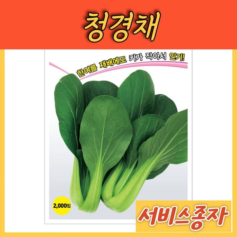 장터 상품 [청경채 2000립] 썸네일