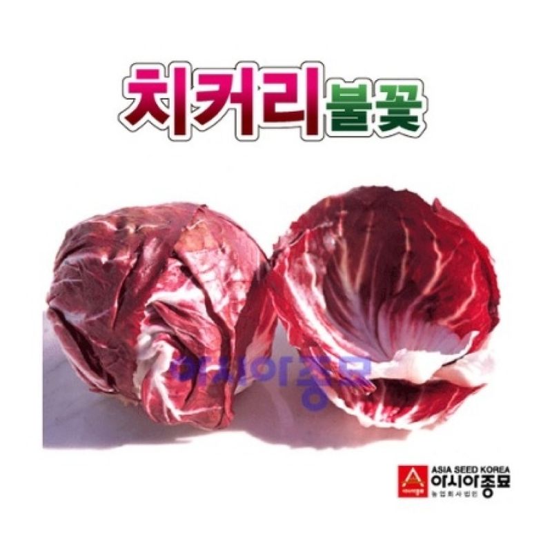 씨앗드림님의 장터 판매 상품 [불꽃 치커리 전문농가용 10그램] 첨부 사진