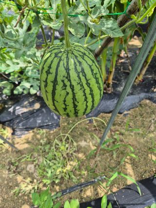 귤19190님의 작성글 사진