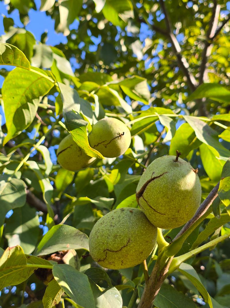 형제들농원님의 장터 판매 상품 [조실성 박피호두 묘목분양] 첨부 사진