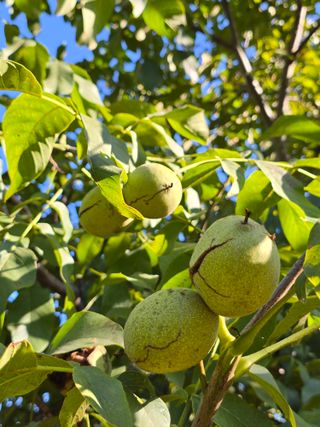 형제들농원님의 작성글 사진