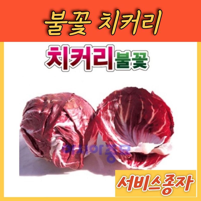 장터 상품 [불꽃 치커리 전문농가용 10그램] 썸네일