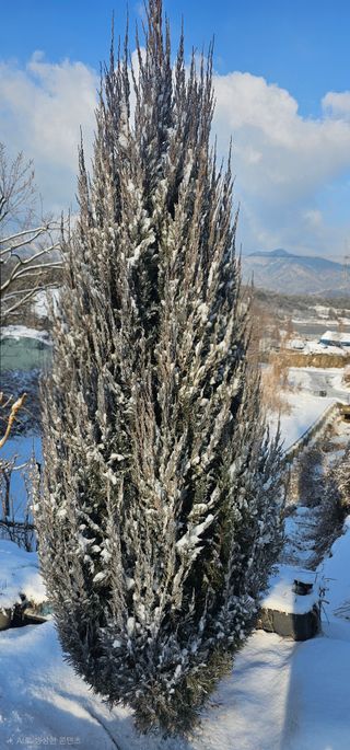 뿌리묘목농원님의 자유주제 · 자유게시판 작성글 사진