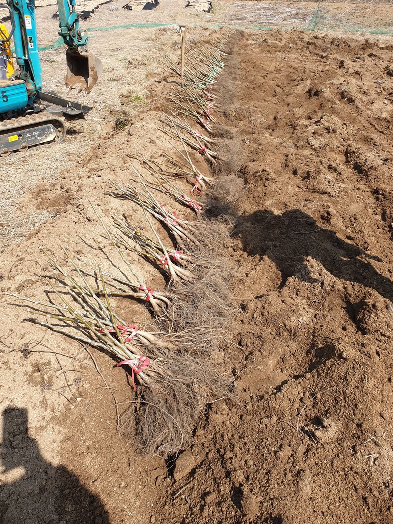 형제들농원님의 장터 판매 상품 [조실성 박피호두 묘목분양] 첨부 사진