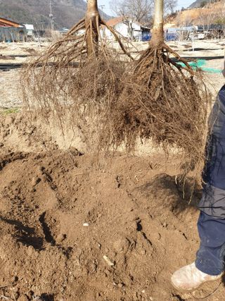 형제들농원님의 작성글 사진