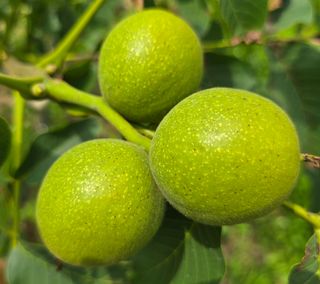 형제들농원님의 자유주제 · 자유게시판 작성글 사진