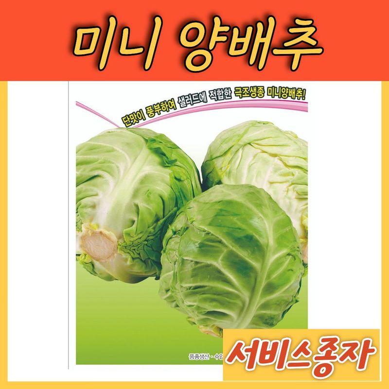 장터 상품 [꼬꼬마 소형 양배추 100립] 썸네일