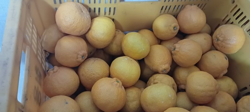 김수나님의 장터 판매 상품 [한라봉 가정용 소과판매합니다10k] 첨부 사진