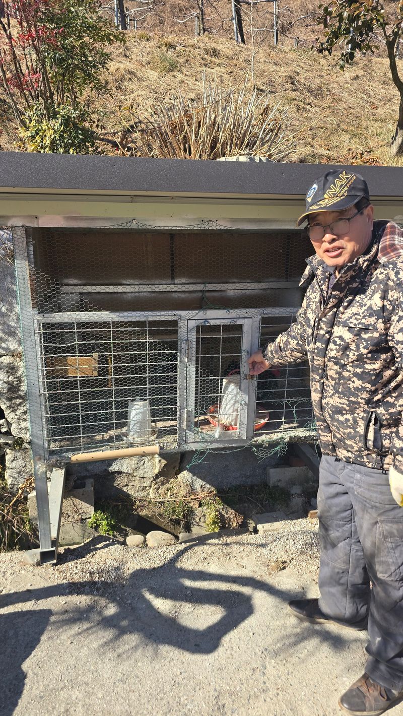 김문규님의 장터 판매 상품 [관상용 닭 (생물)닭장] 첨부 사진