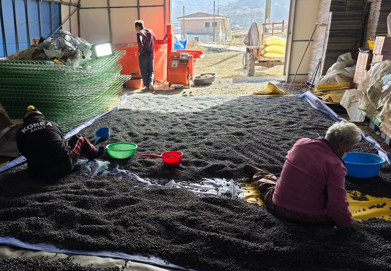 이동준님의 장터 판매 상품 [서리태콩(새바람) 1키로] 첨부 사진