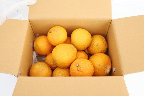 새달귤농장님의 장터 판매 상품 [특별한 노지한라봉 2.5키로] 첨부 사진