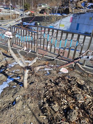 김용대님의 자유주제 · 자유게시판 작성글 사진