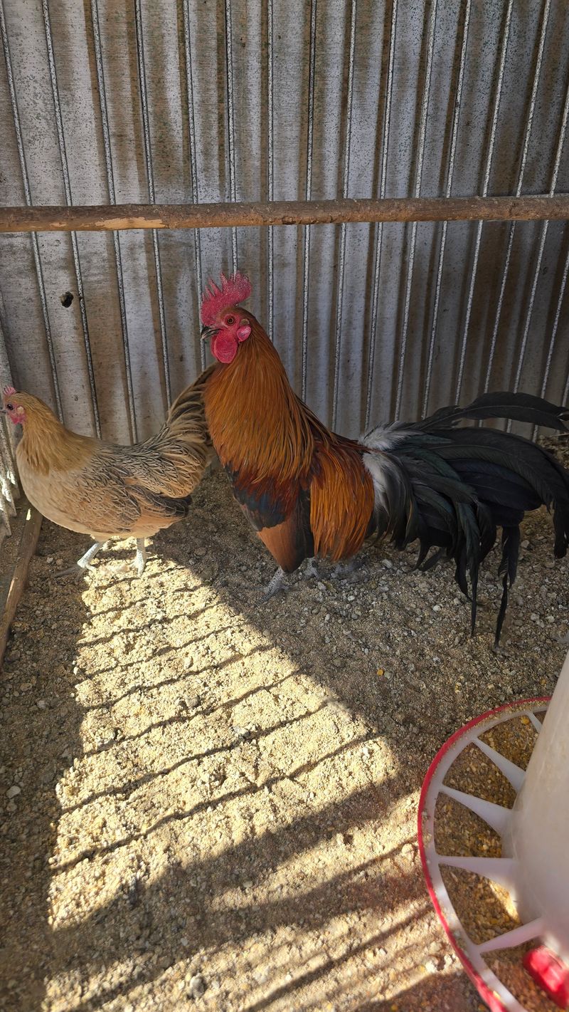 김문규님의 장터 판매 상품 [관상용 닭 (생물)닭장] 첨부 사진