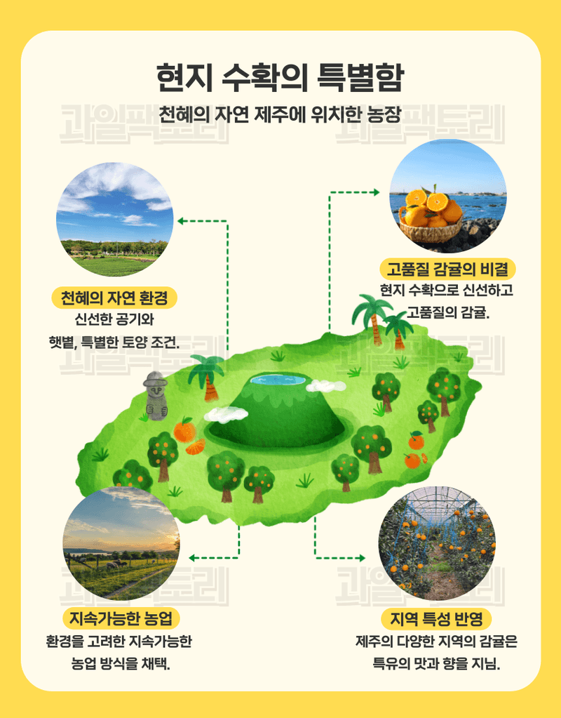 과일팩토리님의 장터 판매 상품 [[한정판매] 제주산 귤 조생감귤 고당도 로얄과/소과 한정특가] 첨부 사진