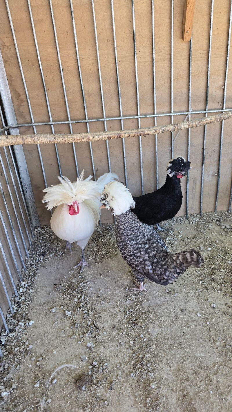 김문규님의 장터 판매 상품 [관상용 닭 (생물)닭장] 첨부 사진