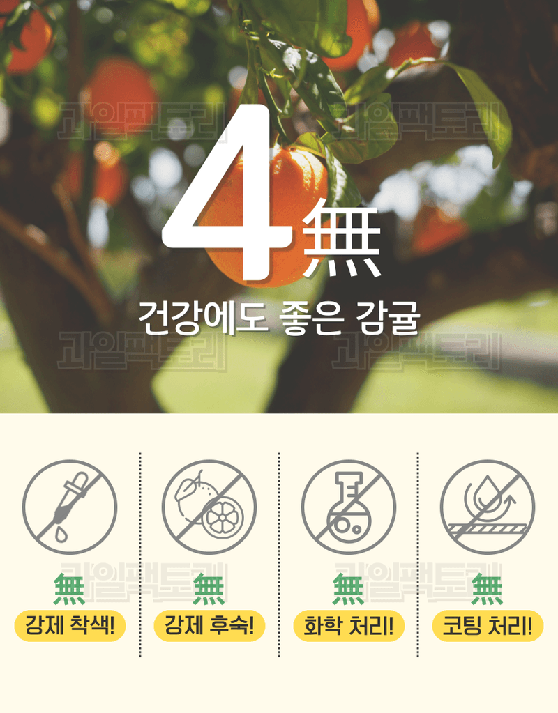 과일팩토리님의 장터 판매 상품 [[한정판매] 제주산 귤 조생감귤 고당도 로얄과/소과 한정특가] 첨부 사진