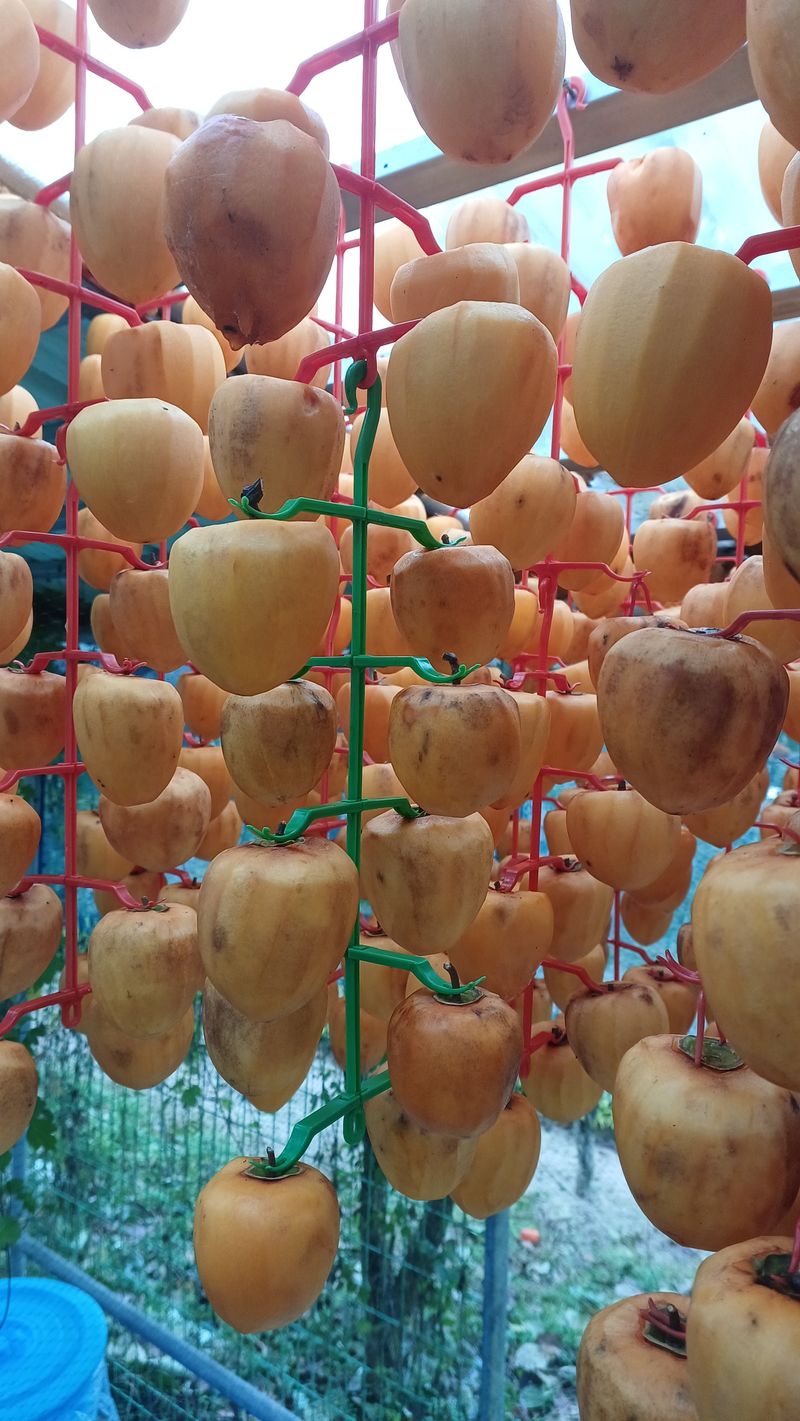 산골촌부님의 장터 판매 상품 [자연건조 대봉곶감12개] 첨부 사진