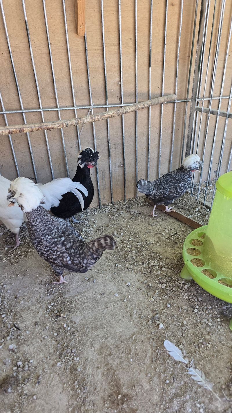 김문규님의 장터 판매 상품 [관상용 닭 (생물)닭장] 첨부 사진