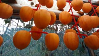 산골촌부님의 작성글 사진