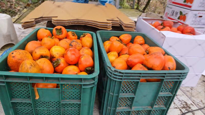 산골촌부님의 장터 판매 상품 [자연건조 대봉곶감12개] 첨부 사진