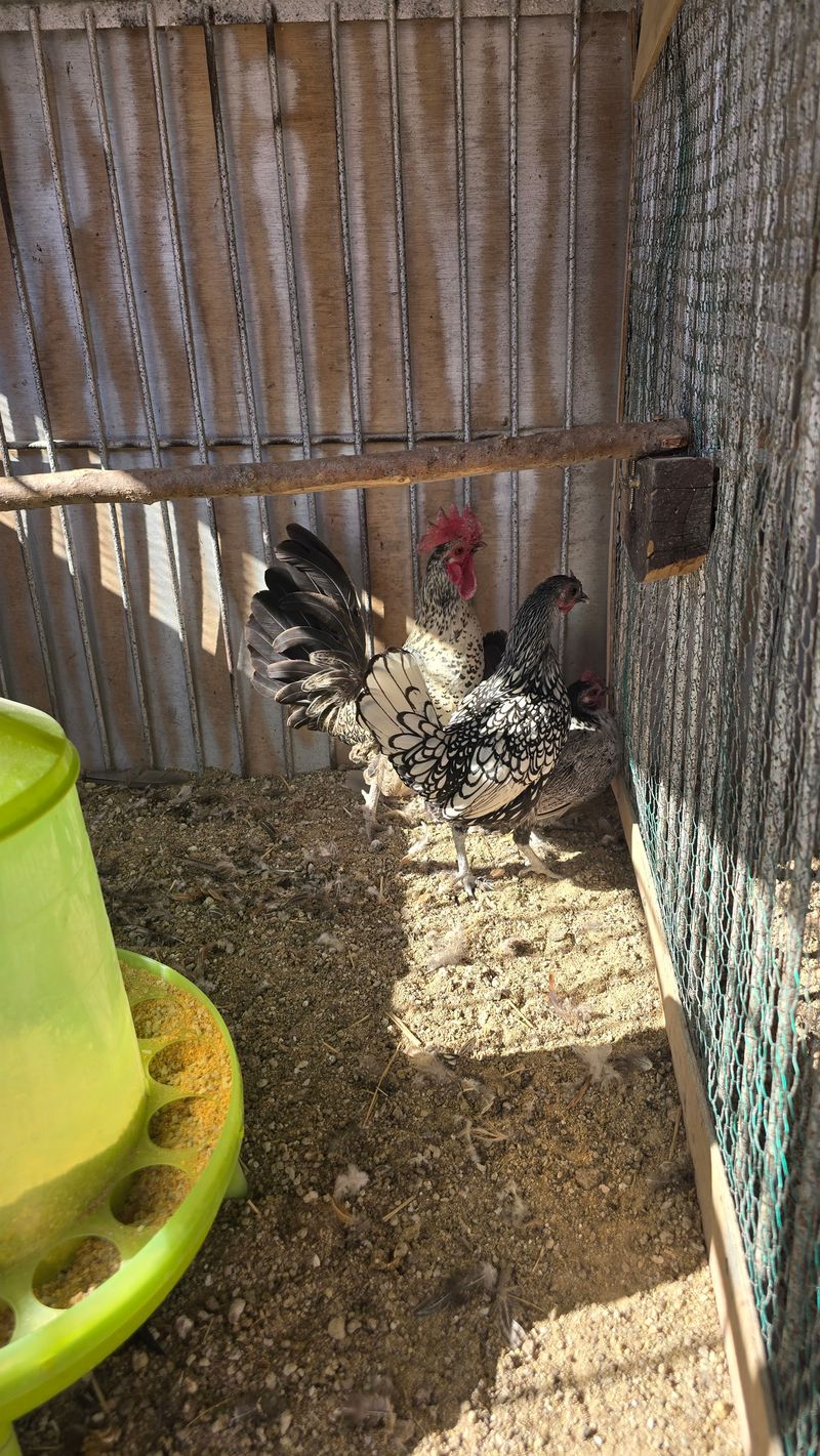 김문규님의 장터 판매 상품 [관상용 닭 (생물)닭장] 첨부 사진