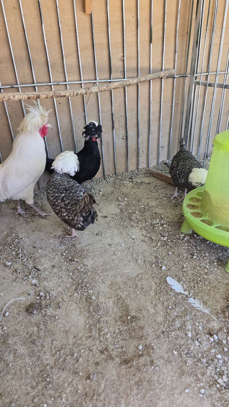 김문규님의 장터 판매 상품 [관상용 닭 (생물)닭장] 첨부 사진