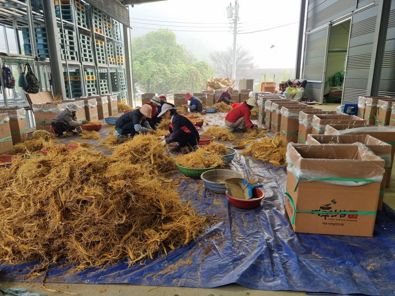 모두팜님의 장터 판매 상품 [세척인삼 1.5k] 첨부 사진