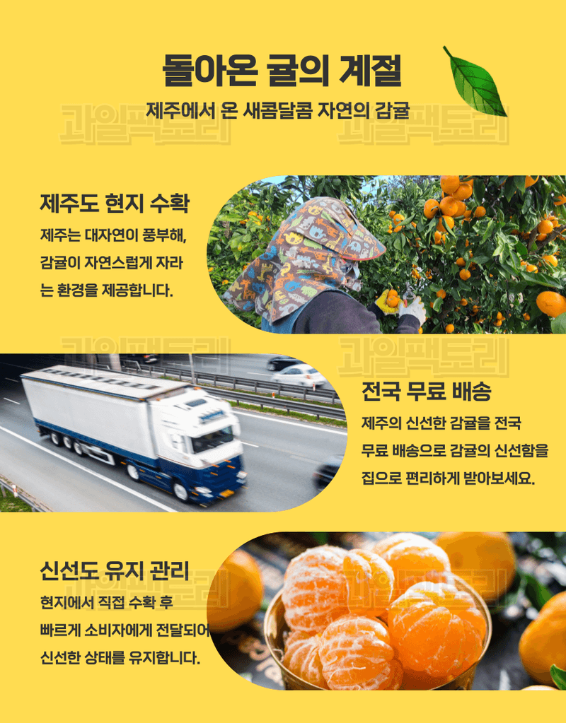 과일팩토리님의 장터 판매 상품 [[한정판매] 제주산 귤 조생감귤 고당도 로얄과/소과 한정특가] 첨부 사진