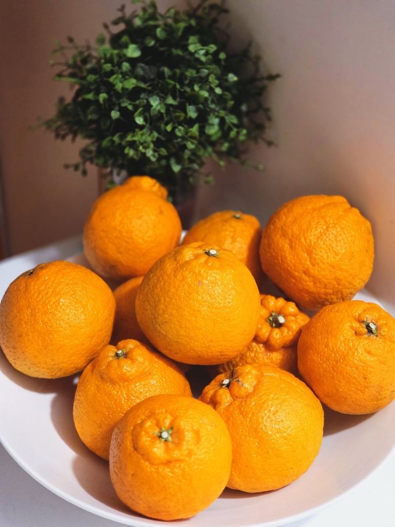 새달귤농장님의 장터 판매 상품 [특별한 노지한라봉 2.5키로] 첨부 사진